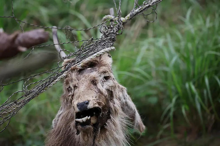 2024-07-01T230106Z-1596907165-RC2JV7AX9QVU-RTRMADP-3-SOUTHKOREA-ISLAND-DEER