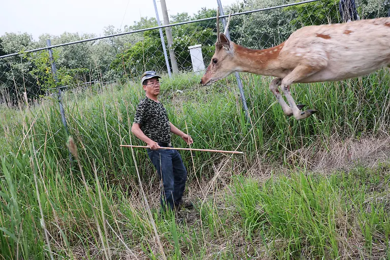 A-deer-jumps-near-Kim-Seung-man-63-as-he-tries-to-anaesthetise-it