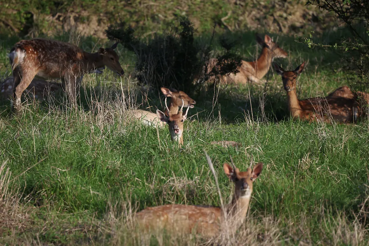 2024-07-01T230058Z-916516094-RC29W7AVC4VI-RTRMADP-3-SOUTHKOREA-ISLAND-DEER