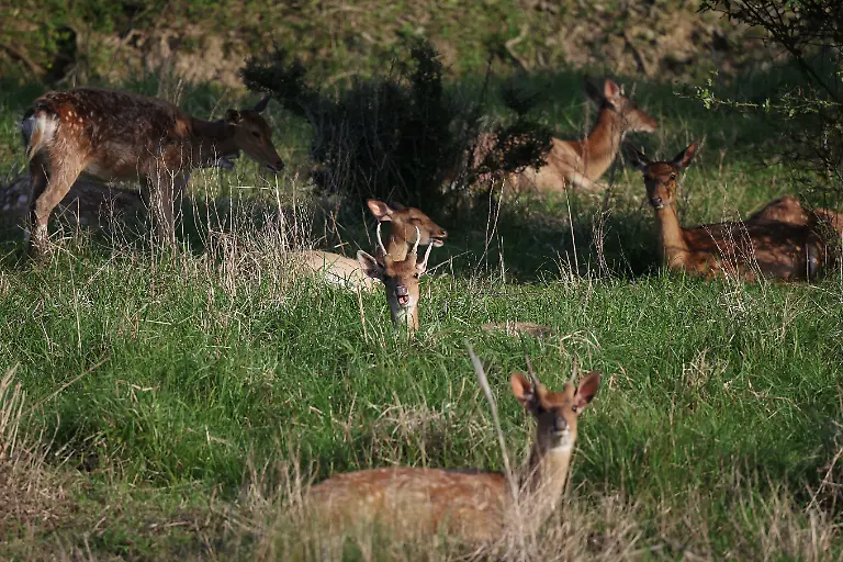 2024-07-01T230058Z-916516094-RC29W7AVC4VI-RTRMADP-3-SOUTHKOREA-ISLAND-DEER
