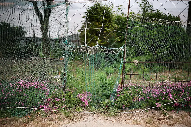 2024-07-01T230116Z-1344062061-RC2PW7AT1WWV-RTRMADP-3-SOUTHKOREA-ISLAND-DEER