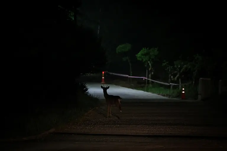 2024-07-01T230052Z-1533170469-RC22V7AR2PN7-RTRMADP-3-SOUTHKOREA-ISLAND-DEER