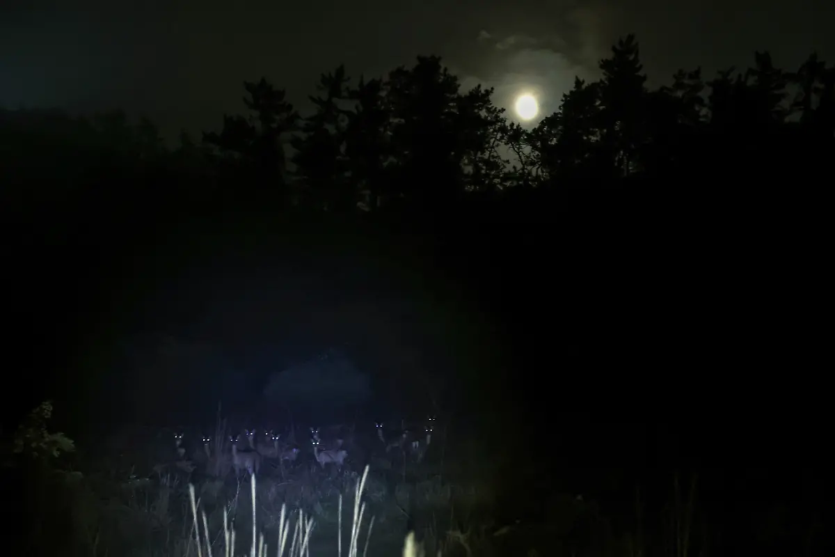 2024-07-01T230103Z-1296140604-RC2NV7AFBZL3-RTRMADP-3-SOUTHKOREA-ISLAND-DEER