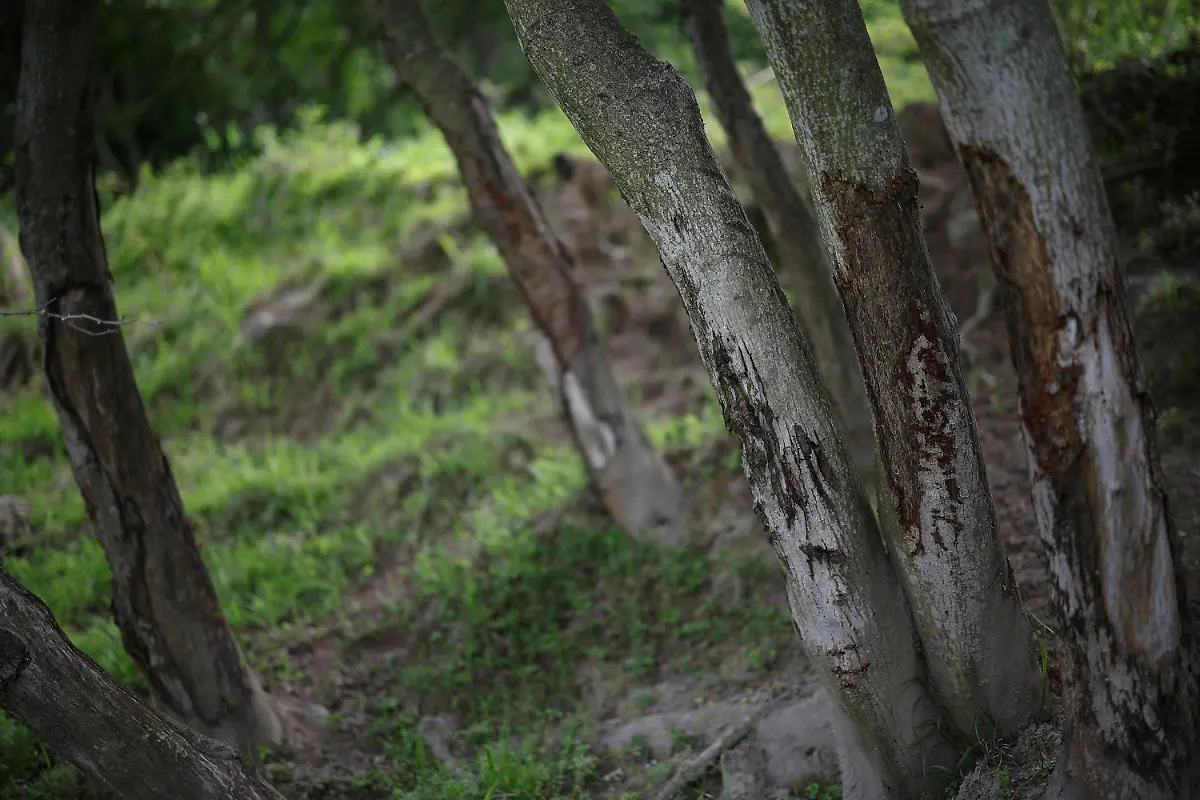 Trees-damaged-by-deer