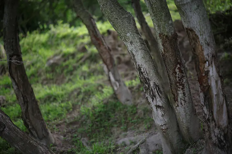 Trees-damaged-by-deer