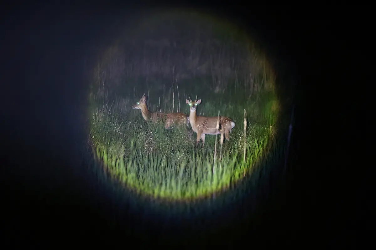 2024-07-01T230028Z-198489874-RC2NV7AG8AGL-RTRMADP-3-SOUTHKOREA-ISLAND-DEER