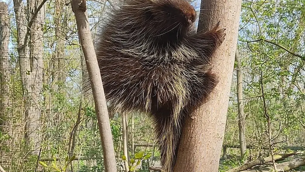 Die-Baumstachler-sitzen-meist-in-den-den-Baeumen-jetzt-fehlt-einer-im-Tierpark