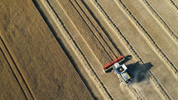 Ein Landwirt erntet mit einem Mähdrescher sein Feld.