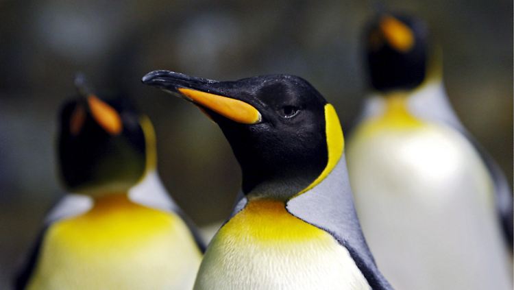 Königspinguine sind mit knapp einem Meter Körperlänge die zweitgrößten Pinguine.