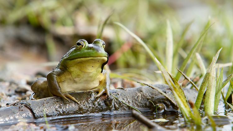 Einer der Übeltäter ist der Nordamerikanische Ochsenfrosch.
