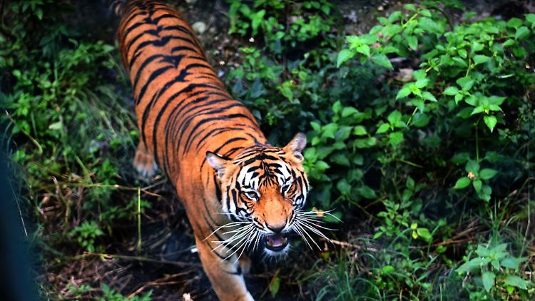 Laut neuester Zählung leben 355 Tiger in Nepal in freier Wildbahn.