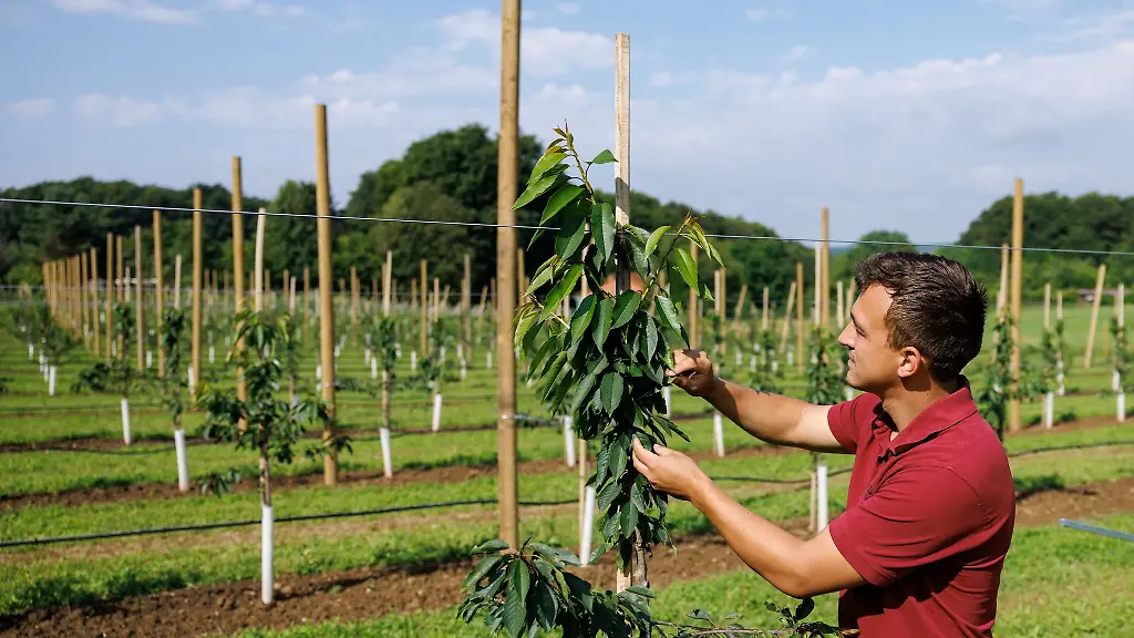 Jonas-Maussner-Betriebsleiter-am-Obstinformationszentrum-Fraenkische-Schweiz-kontrolliert-einen-Kirschbaum