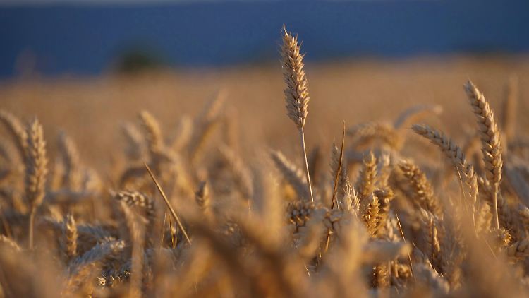 Nach Angaben aus Kiew steckten wegen der russischen Seeblockade zuletzt mehr als 20 Millionen Tonnen Getreide der letztjährigen Ernte fest. 