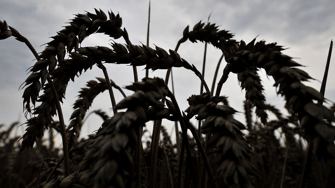 Waldbrände in Russland, Überschwemmungen in Asien: Missernten und steigende Getreidepreise sind die Folgen.