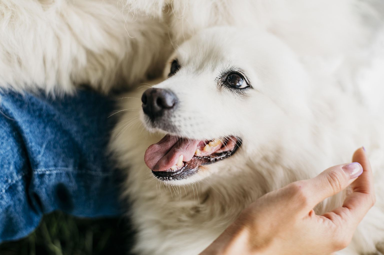 Der Hund gilt zwar schon lange als der "beste Freund des Menschen", aber ...