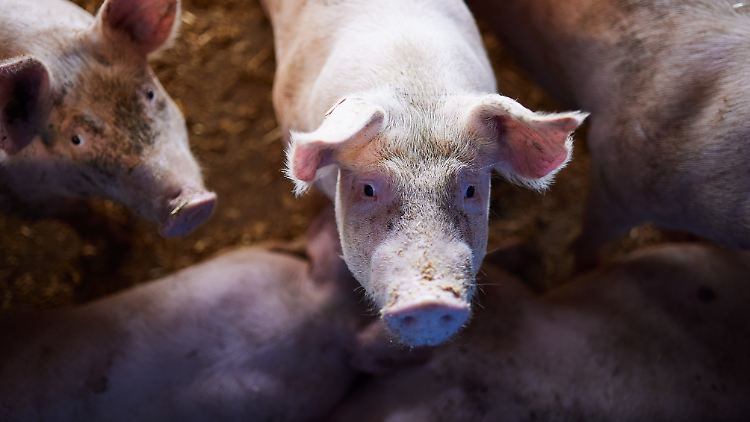 Schweine stimmen genetisch zu 90 Prozent mit Menschen überein. 