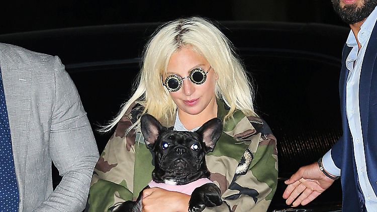 Lady Gaga und ihre Hunde sind wieder vereint.