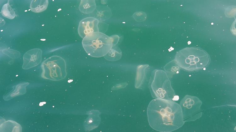 Nicht sehr einladend: Quallen in der Ostsee. Aber eine Hochsommer-Phase ist laut einer Expertin kein Auslöser für eine akute Quallenplage.