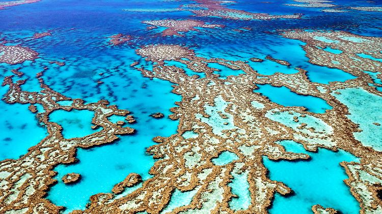 Im nördlichen Teil des Great Barrier Reefs gibt es wieder mehr Korallen, im südlichen Abschnitt hingegen ging der Bewuchs zurück.