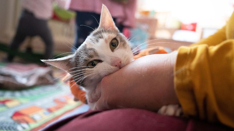Permethrin-haltige Zeckenmittel können für Katzen schwere oder gar tödliche Vergiftungen zur Folge haben.