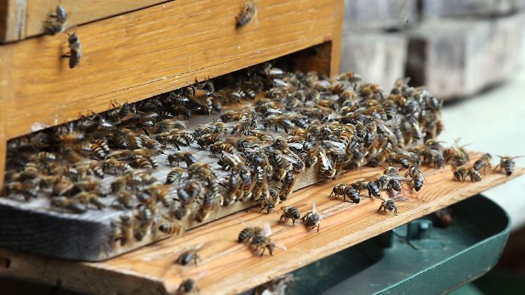 Die Amerikanische Faulbrut schwächt und tötet Bienenstöcke.