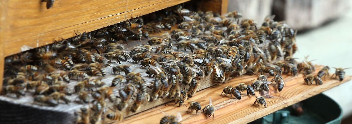 Unzählige Honigbienen haben sich vor dem Flugloch einer Beute gesammelt.