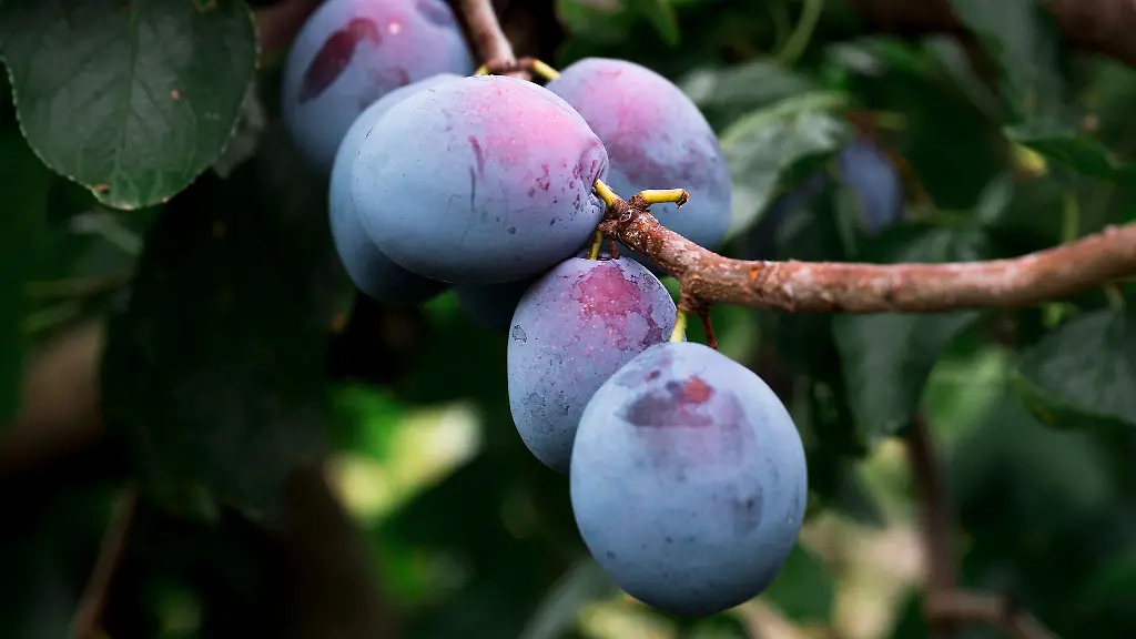 Spaetfroeste-im-April-haben-den-fruehen-Zwetschgen-Sorten-geschadet-Experten-erwarten-deshalb-Einbussen-bei-der-Ernte