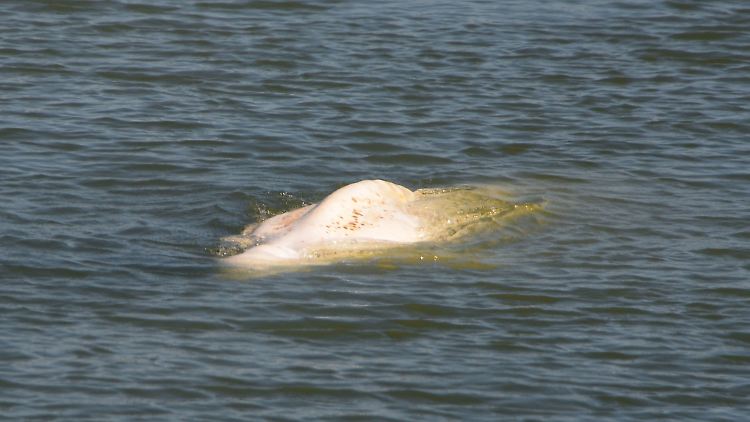 Eigentlich in arktischen Gewässern zu Hause: der Belugawal.