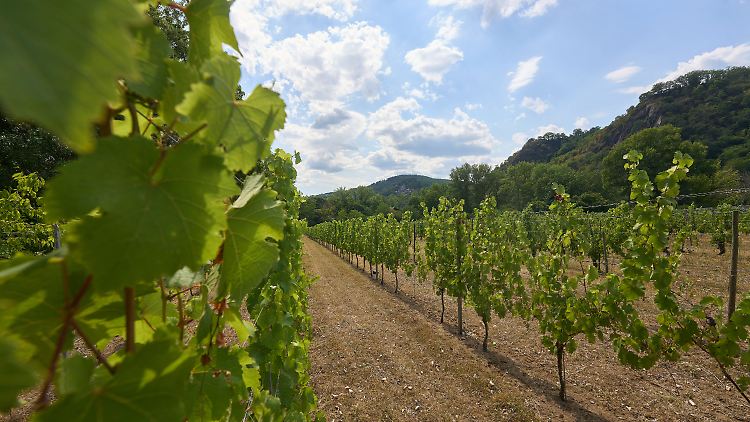 Auf Heyles'en Werth wächst die Rebsorte Riesling.
