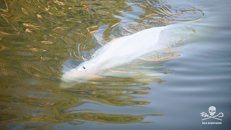 Der Beluga verweigert seit Tagen die Nahrungsaufnahme.