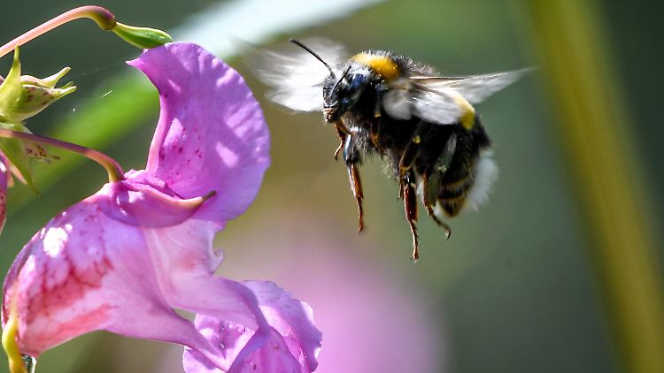 Vor und zurück: Mit einer speziellen Flügelschlagtechnik hält sich die Hummel in der Luft.