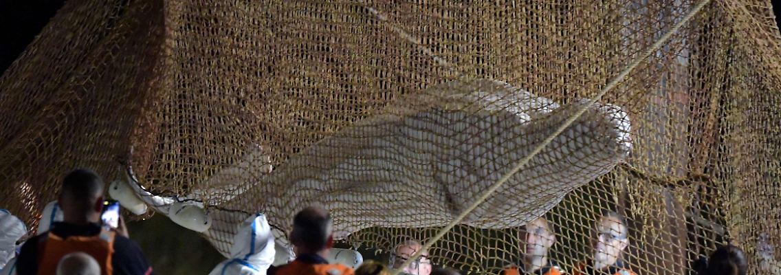 Retter ziehen ein Netz auf, um einen in der Seine gestrandeten Belugawal bei Notre Dame de la-Garenne zu retten.