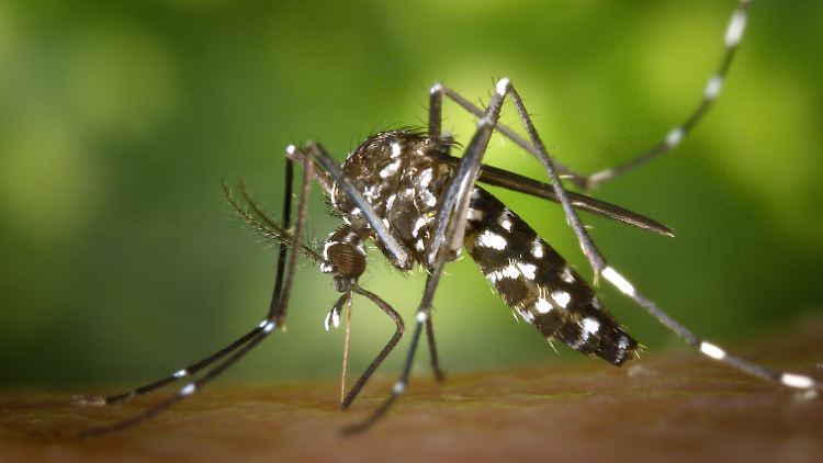 Die Asiatische Tigermücke ist ein effizienter Überträger vieler Viren.