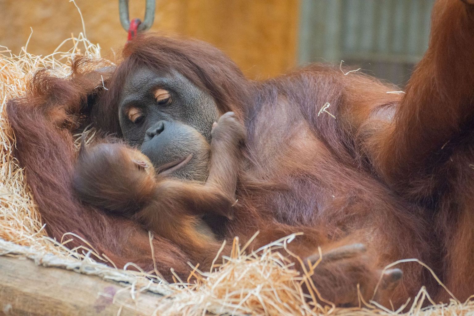 Was Sind Die Schlausten Tiere Der Welt www.n-tv.de