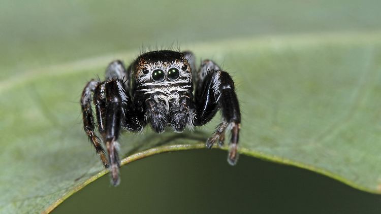 Anhand der Spinnenart Evarcha arcuata (Dunkler Sichelspringer) untersuchte ein Team den Schlaf von Spinnen.