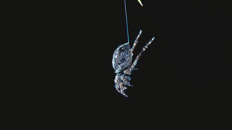Während die Springspinne am Faden hängt, zucken immer wieder ihre kleinen Beine.