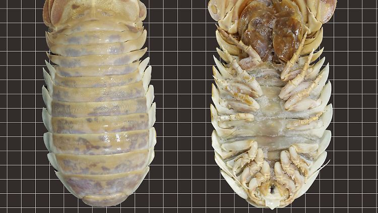 Die Assel mit dem Namen Bathynomus yucatanensis lebt auf dem Meeresgrund.