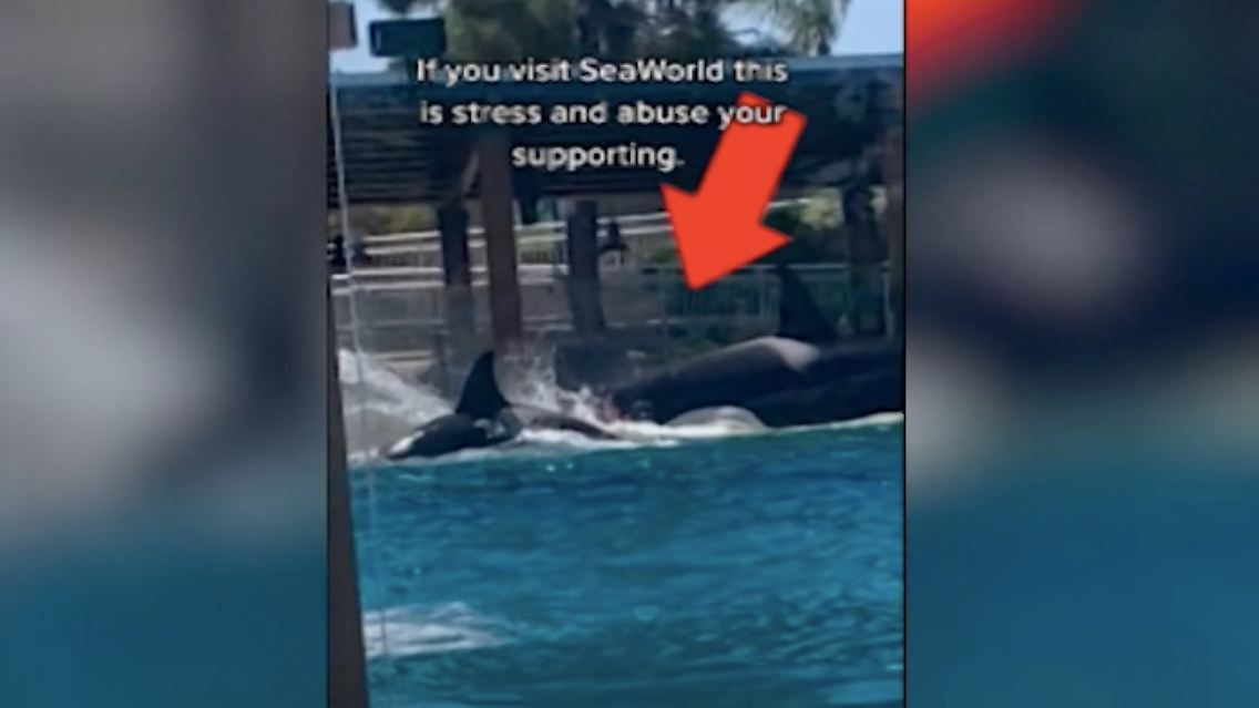 orcas.jpg
