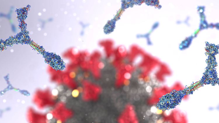 Die universellen Antikörper attackieren jene Stellen am Virus, die sich bisher nicht durch Mutationen der Immunantwort entzogen haben.