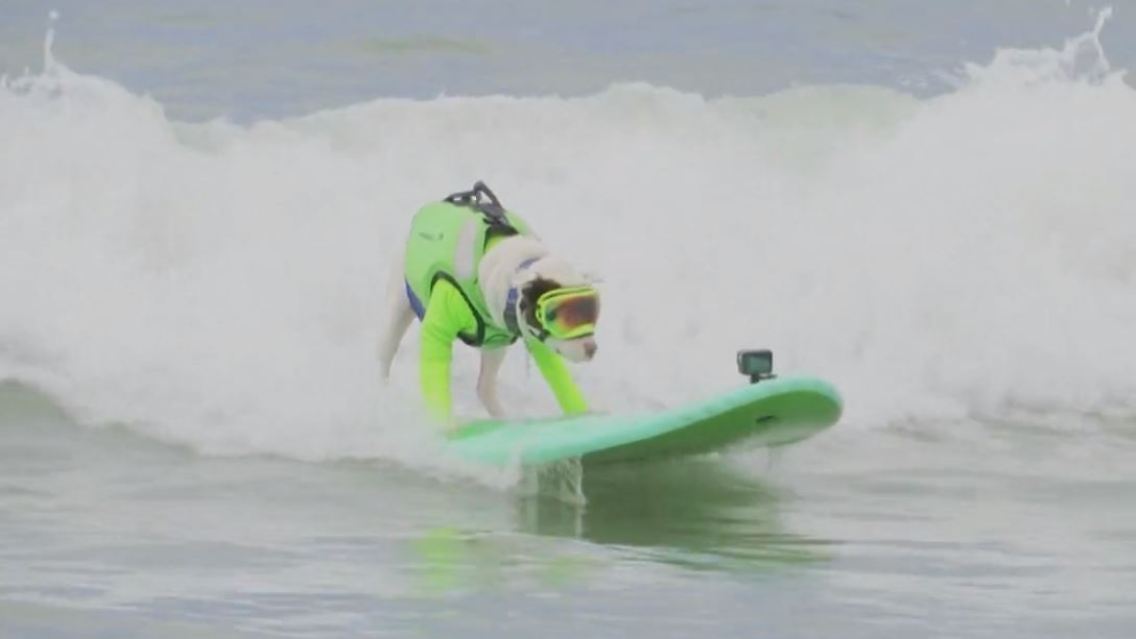 surfhunde.JPG