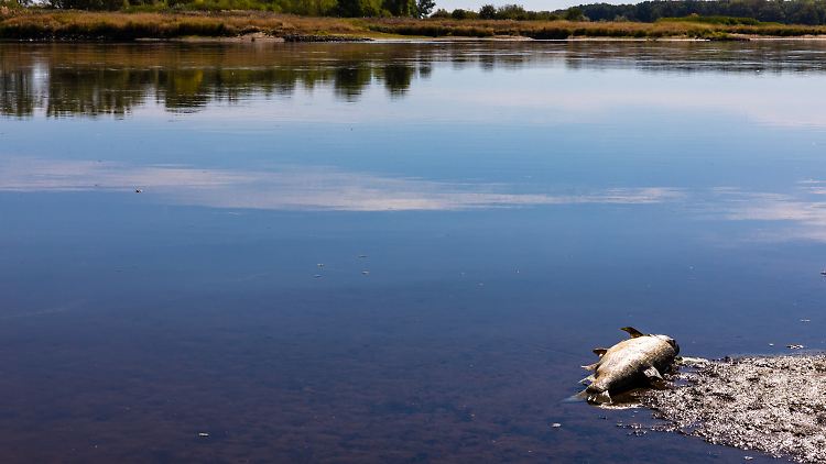 Ein verendeter Fisch schwimmt in der Oder bei Brieskow-Finkenheerd