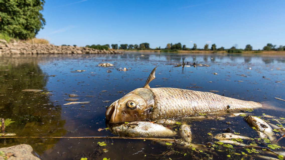Tausende Fische sind in der Oder verendet.