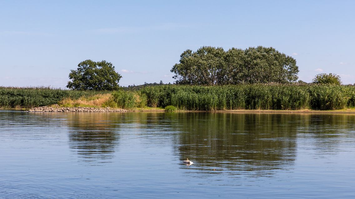 In Höhe der Insel Ziegenwerder in Frankfurt (Oder) schwimmt ein toter Fisch in der Oder.
