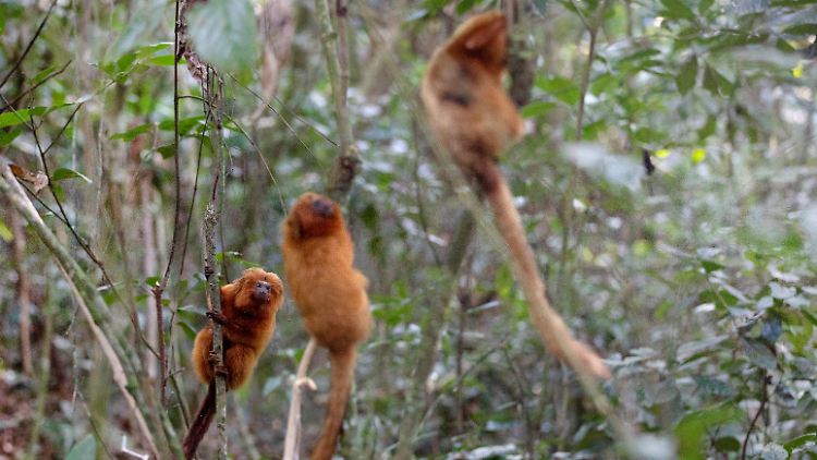 Sie sind vom Aussterben bedroht, werden nun aber gejagt: Goldene Löwenäffchen werden in Brasilien aus Angst vor  Affenpocken attackiert. 