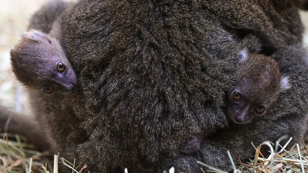Momentan-traegt-Izy-ihre-Mitte-Juni-geborenen-Kleinen-noch-rund-um-die-Uhr-am-Bauch