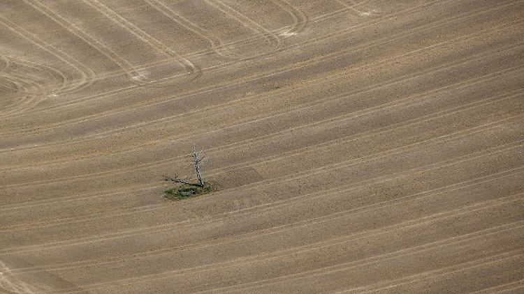 Ein abgestorbener Baum steht auf einem vertrockneten Feld.
