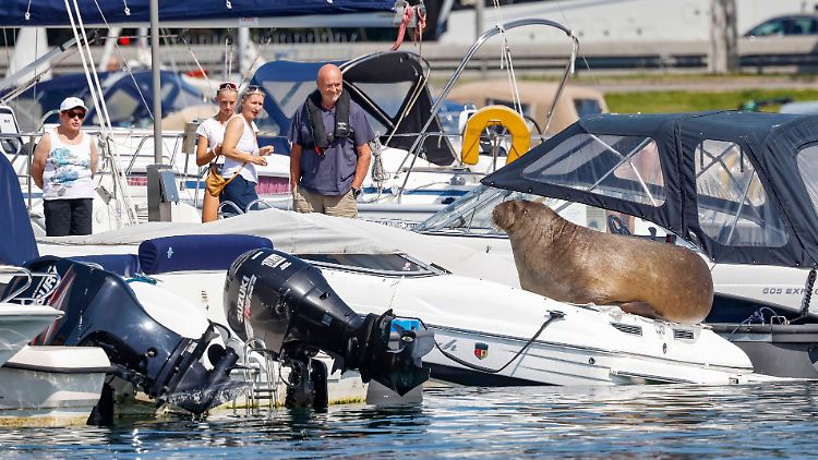 Für viele Menschen in und um Oslo ist Freya zur Sommerattraktion geworden.