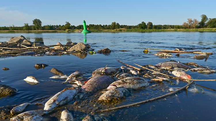Zander, Welse, Gründlinge und Steinbeißer - in der Oder treiben tonnenweise tote Fische.