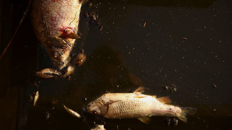 Tausende Fische sind verendet - warum, ist noch nicht abschließend aufgeklärt.
