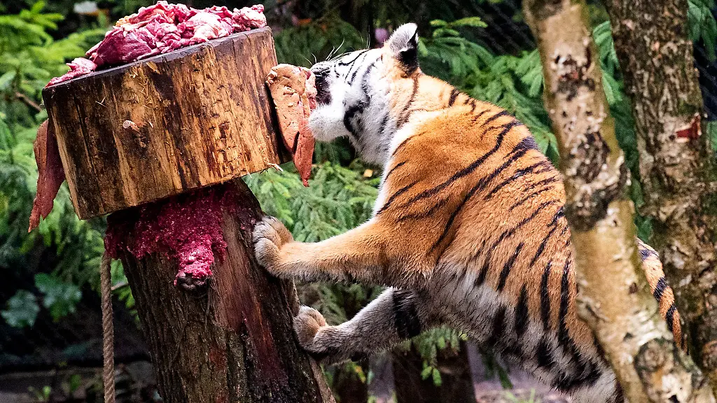 Ein-schwingender-Futterbaum-fuer-Tiger-soll-fuer-Beschaeftigung-sorgen